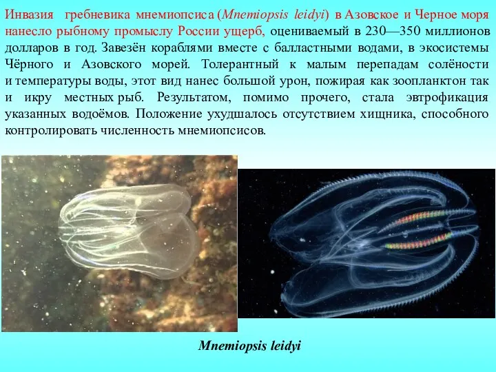 Инвазия гребневика мнемиопсиса (Mnemiopsis leidyi) в Азовское и Черное моря нанесло рыбному промыслу