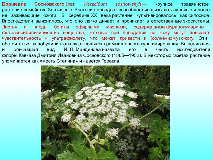 Борщеви́к Сосно́вского (лат. Heracléum sosnówskyi) — крупное травянистое растение семейства