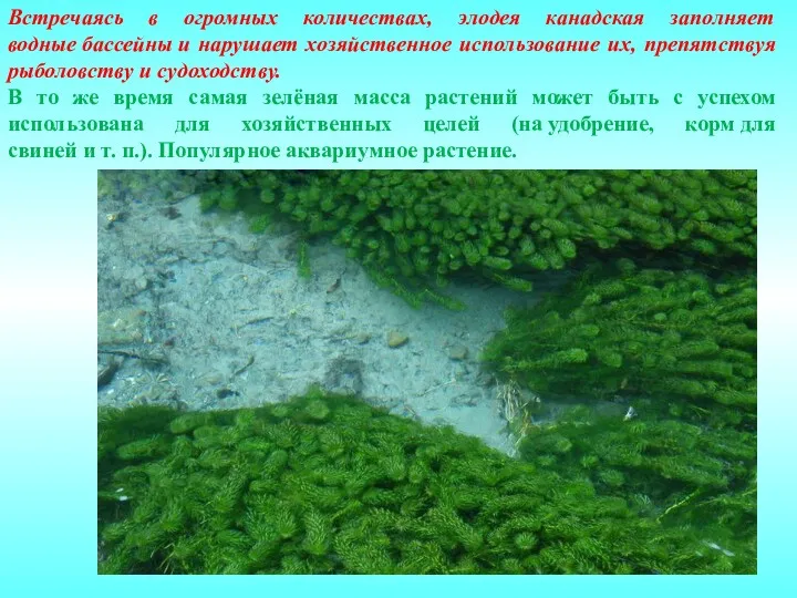 Встречаясь в огромных количествах, элодея канадская заполняет водные бассейны и