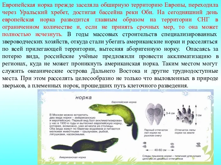 Европейская норка прежде заселяла обширную территорию Европы, переходила через Уральский хребет, достигая бассейна