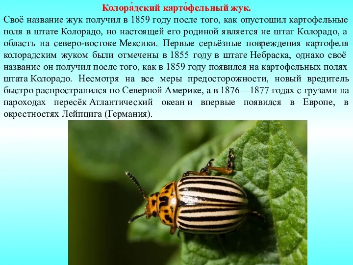 Колора́дский карто́фельный жук. Своё название жук получил в 1859 году после того, как