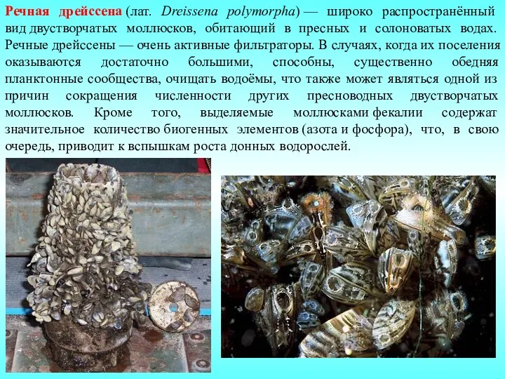 Речная дрейссена (лат. Dreissena polymorpha) — широко распространённый вид двустворчатых моллюсков, обитающий в