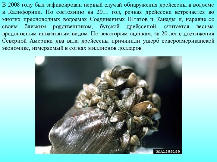 В 2008 году был зафиксирован первый случай обнаружения дрейссены в водоеме в Калифорнии.