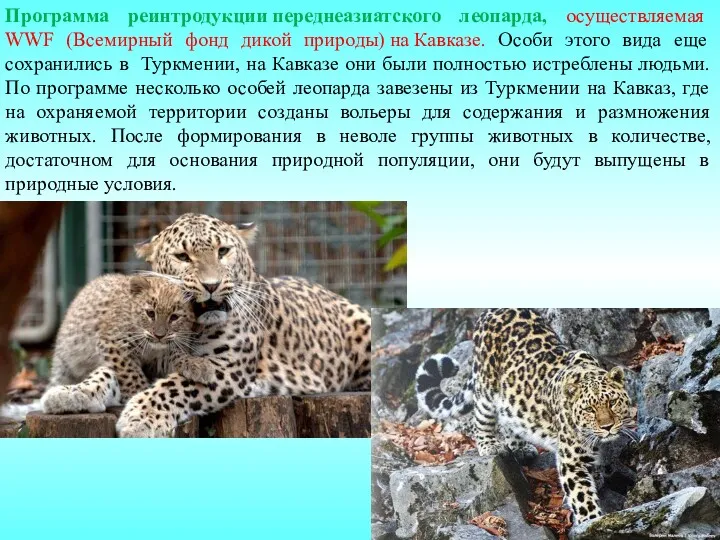 Программа реинтродукции переднеазиатского леопарда, осуществляемая WWF (Всемирный фонд дикой природы) на Кавказе. Особи