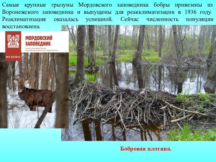 Самые крупные грызуны Мордовского заповедника бобры привезены из Воронежского заповедника