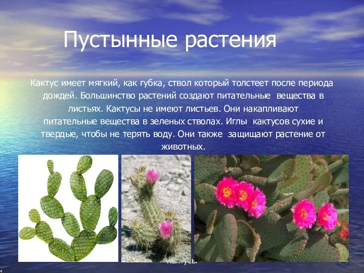 Пустынные растения Кактус имеет мягкий, как губка, ствол который толстеет