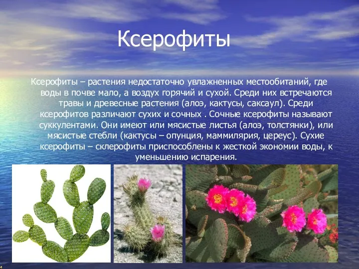 Ксерофиты Ксерофиты – растения недостаточно увлажненных местообитаний, где воды в