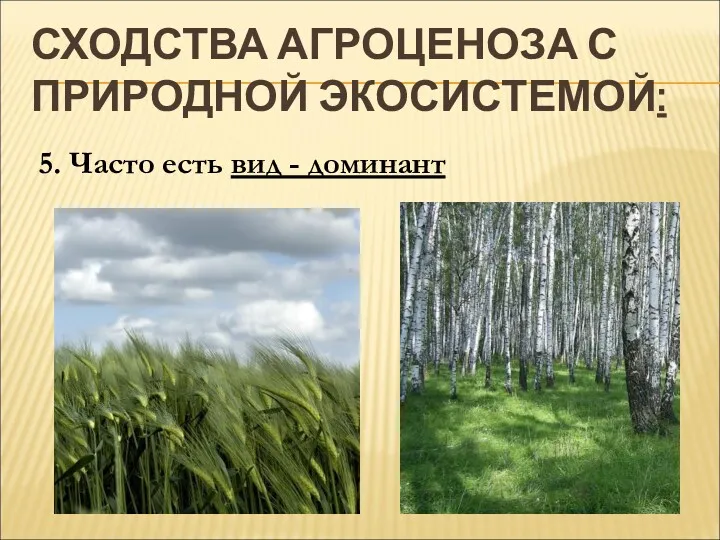 СХОДСТВА АГРОЦЕНОЗА С ПРИРОДНОЙ ЭКОСИСТЕМОЙ: 5. Часто есть вид - доминант