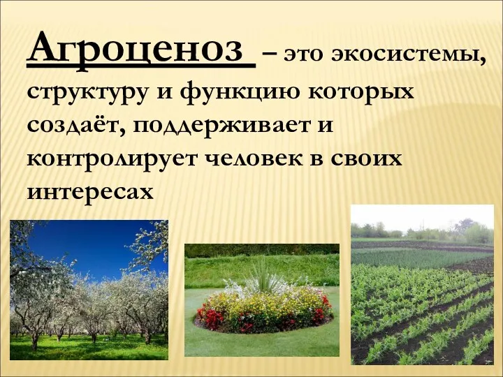 Агроценоз – это экосистемы, структуру и функцию которых создаёт, поддерживает и контролирует человек в своих интересах