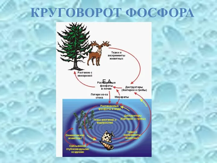 Е.А. КРУГОВОРОТ ФОСФОРА