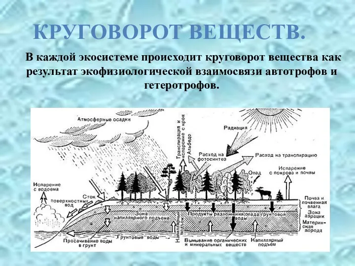 В каждой экосистеме происходит круговорот вещества как результат экофизиологической взаимосвязи автотрофов и гетеротрофов. КРУГОВОРОТ ВЕЩЕСТВ.