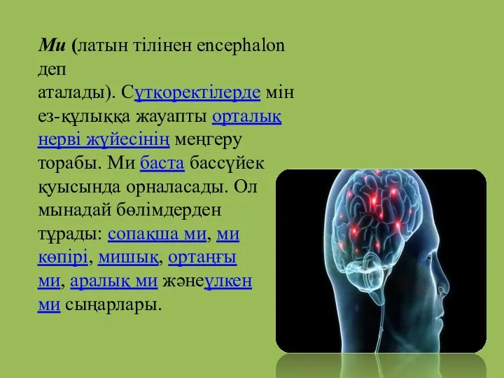 Ми (латын тілінен encephalon деп аталады). Сүтқоректілерде мінез-құлыққа жауапты орталық