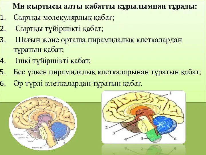 Ми қыртысы алты қабатты құрылымнан тұрады: Сыртқы молекулярлық қабат; Сыртқы