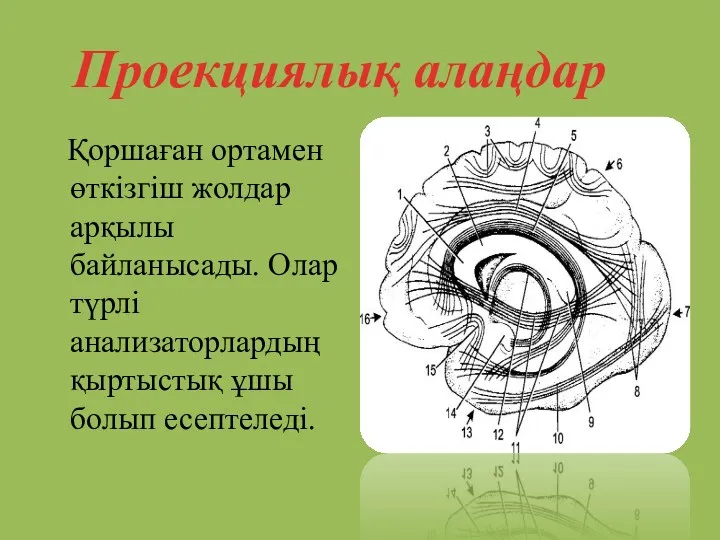 Қоршаған ортамен өткізгіш жолдар арқылы байланысады. Олар түрлі анализаторлардың қыртыстық ұшы болып есептеледі. Проекциялық алаңдар