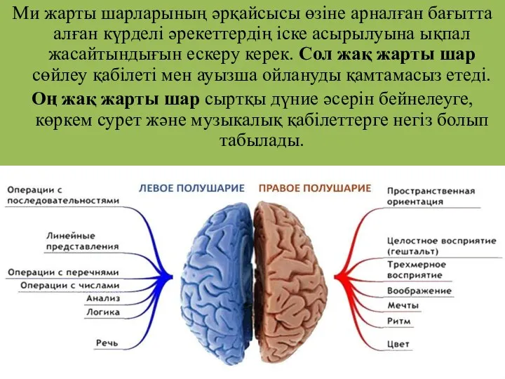 Ми жарты шарларының әрқайсысы өзіне арналған бағытта алған күрделі әрекеттердің