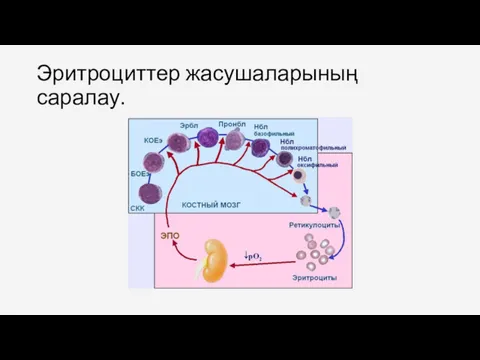 Эритроциттер жасушаларының саралау.