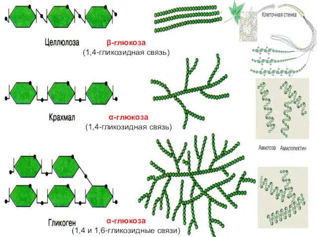 α-глюкоза (1,4-гликозидная связь) β-глюкоза (1,4-гликозидная связь) α-глюкоза (1,4 и 1,6-гликозидные связи)