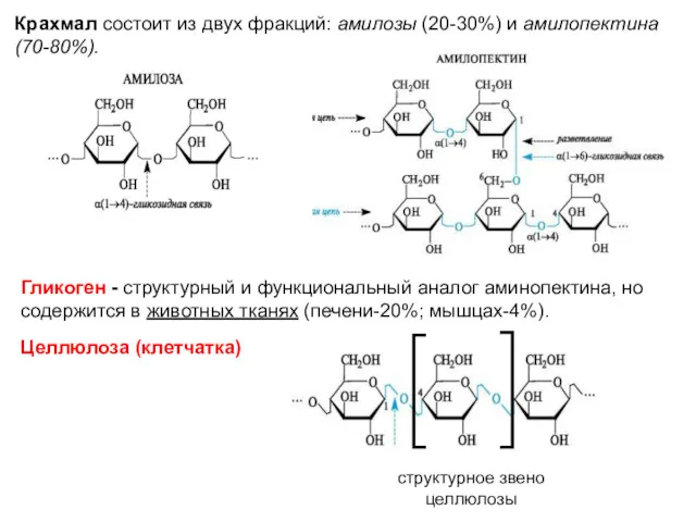 Крахмал состоит из двух фракций: амилозы (20-30%) и амилопектина (70-80%).