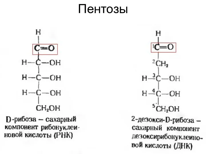 Пентозы