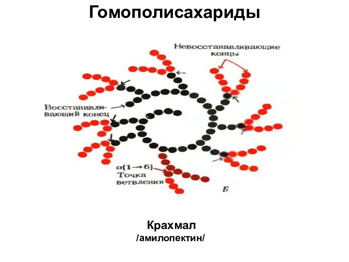 Гомополисахариды Крахмал /амилопектин/