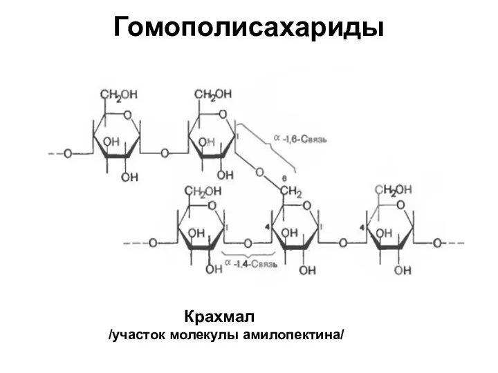 Гомополисахариды Крахмал /участок молекулы амилопектина/