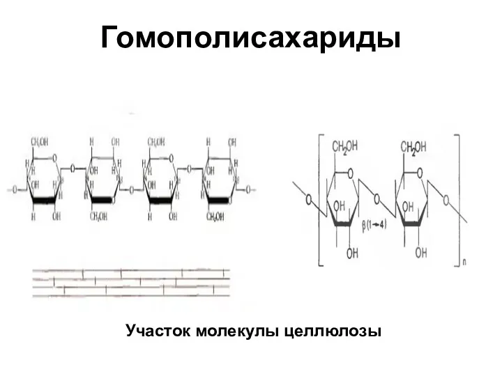 Гомополисахариды Участок молекулы целлюлозы