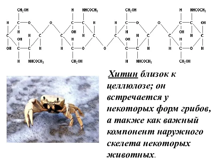 Хитин близок к целлюлозе; он встречается у некоторых форм грибов,