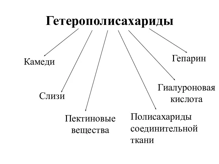 Гетерополисахариды Камеди Слизи Пектиновые вещества Полисахариды соединительной ткани Гиалуроновая кислота Гепарин