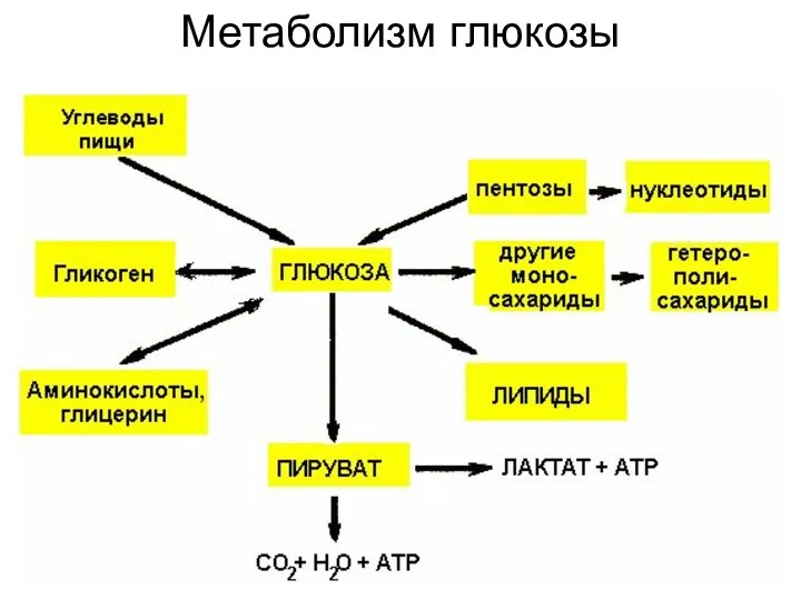 Метаболизм глюкозы