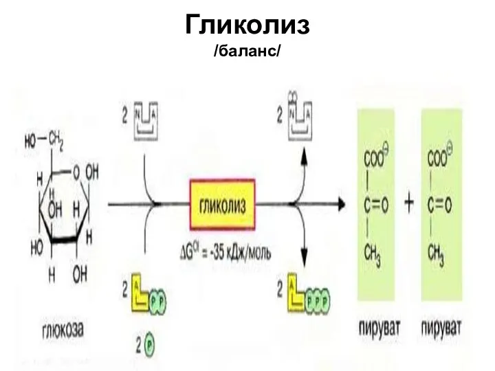 Гликолиз /баланс/