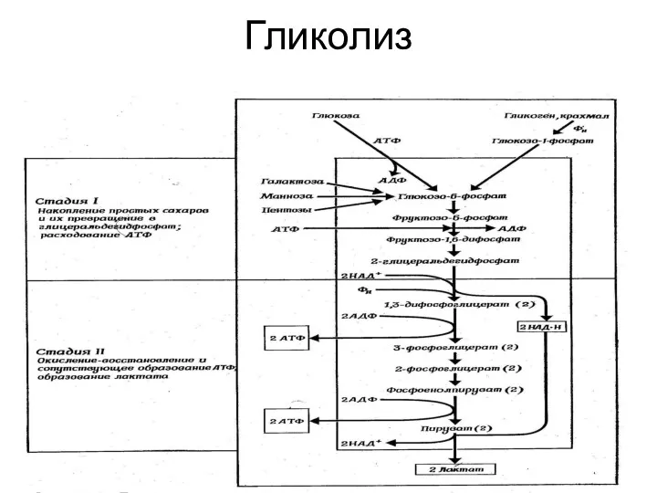 Гликолиз