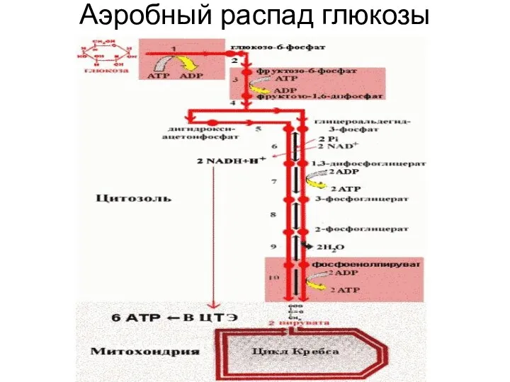 Аэробный распад глюкозы