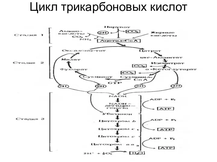 Цикл трикарбоновых кислот