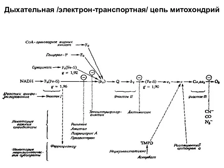 Дыхательная /электрон-транспортная/ цепь митохондрий