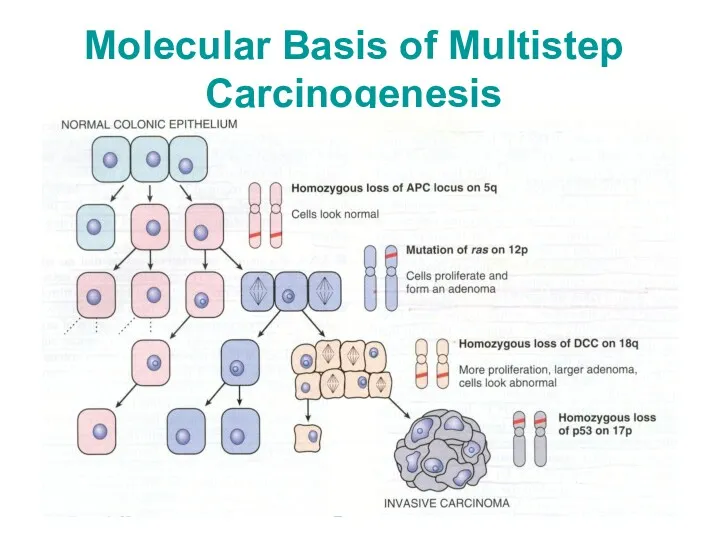 Molecular Basis of Multistep Carcinogenesis