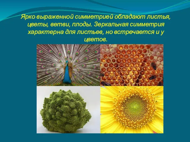 Ярко выраженной симметрией обладают листья, цветы, ветви, плоды. Зеркальная симметрия