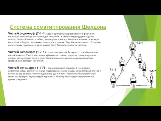 Система соматипирования Шелдона Чистый эндоморф (7-1-1) характеризуется шарообразными формами, насколько