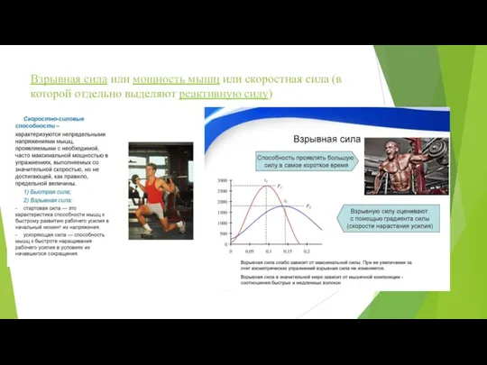 Взрывная сила или мощность мышц или скоростная сила (в которой отдельно выделяют реактивную силу)
