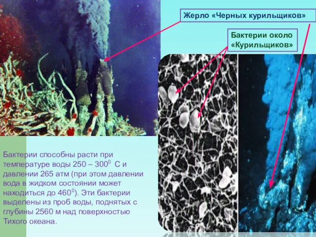 Бактерии способны расти при температуре воды 250 – 3000 С