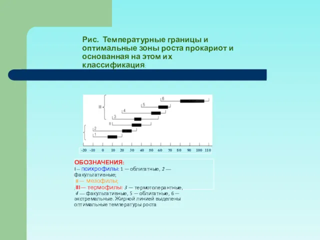 Рис. Температурные границы и оптимальные зоны роста прокариот и основанная на этом их классификация: