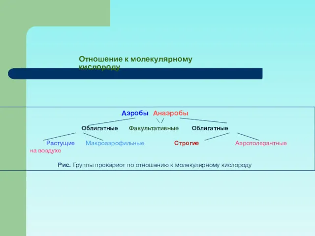 Аэробы Анаэробы \ / Облигатные Факультативные Облигатные Растущие Макроаэрофильные Строгие