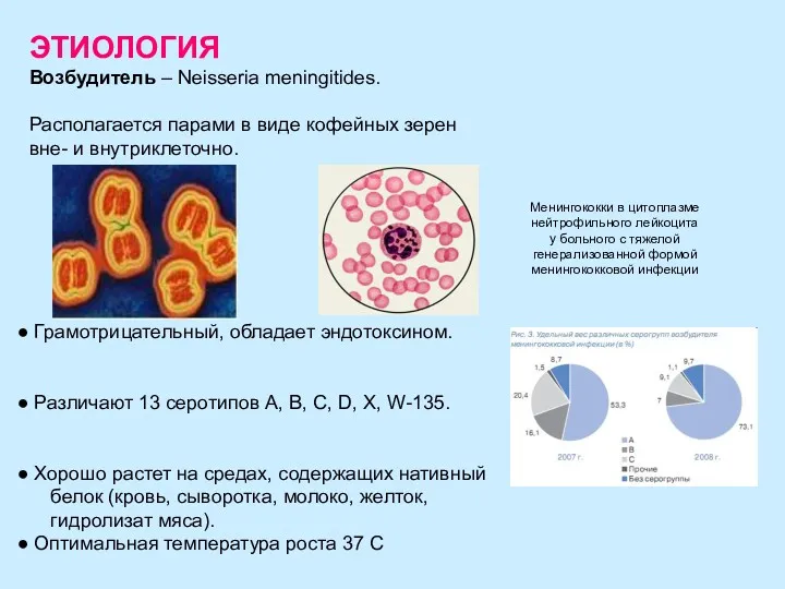 Менингококки в цитоплазме нейтрофильного лейкоцита у больного с тяжелой генерализованной формой менингококковой инфекции