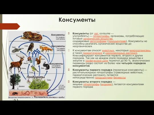 Консументы Консуме́нты (от лат. consume — употреблять) — гетеротрофы, организмы,