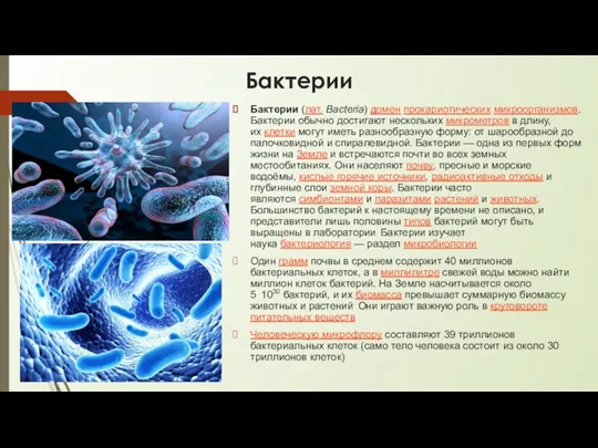 Бактерии Бактерии (лат. Bacteria) домен прокариотических микроорганизмов. Бактерии обычно достигают