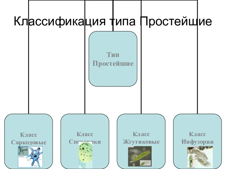 Классификация типа Простейшие