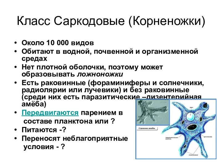 Класс Саркодовые (Корненожки) Около 10 000 видов Обитают в водной,