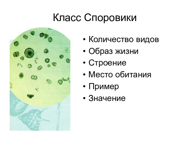 Класс Споровики Количество видов Образ жизни Строение Место обитания Пример Значение