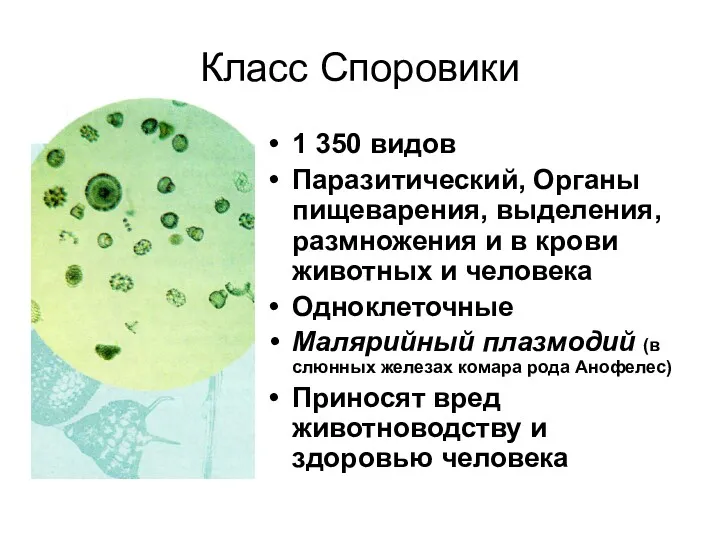 Класс Споровики 1 350 видов Паразитический, Органы пищеварения, выделения, размножения