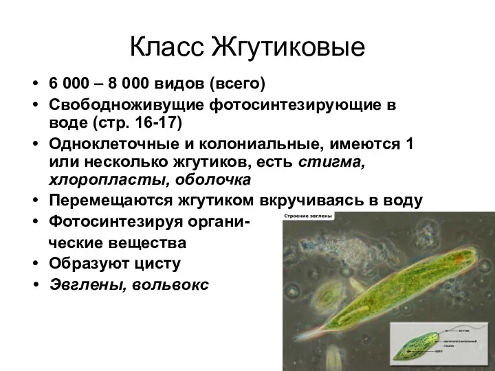 Класс Жгутиковые 6 000 – 8 000 видов (всего) Свободноживущие