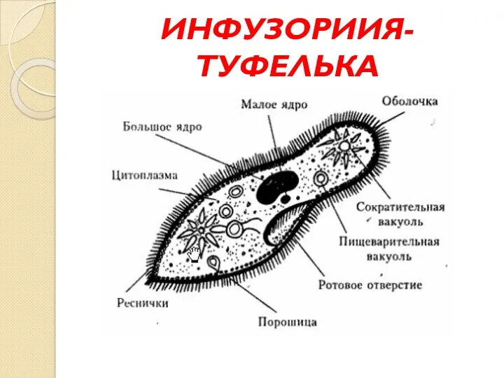 ИНФУЗОРИИЯ-ТУФЕЛЬКА